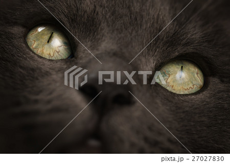 closeup portrait of big gray cat with focus on eyes 27027830
