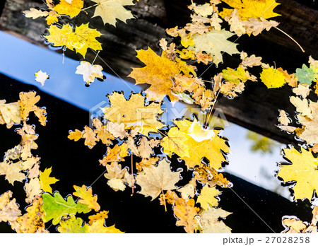 Yellow maple and oak leaves on the water 27028258