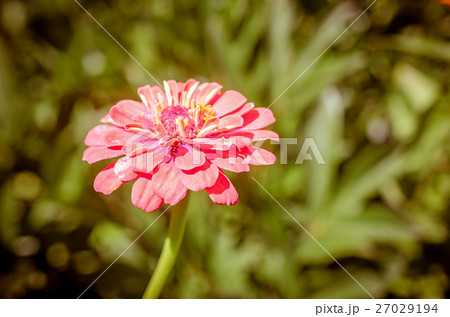 Pink flower Pink flower 27029194