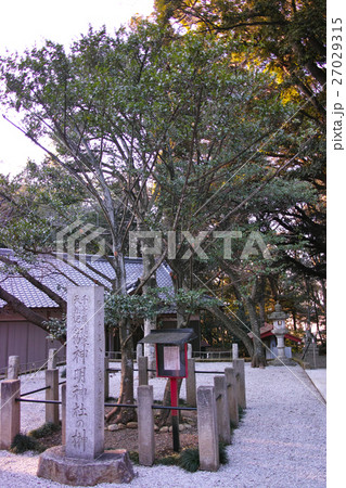 柏市 塚崎神明宮の榊 柏市 塚崎神明宮の榊 27029315
