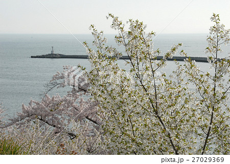 桜咲く 桜咲く 27029369