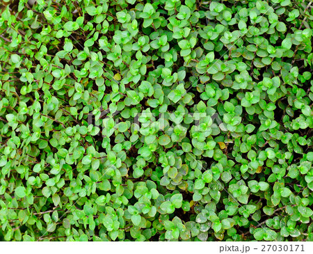 green leaf background 27030171