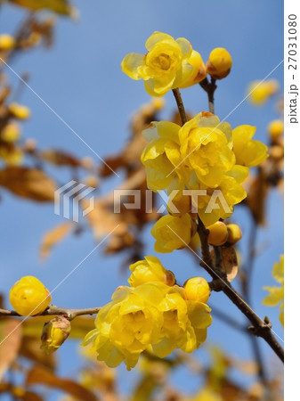 満月ロウバイの花咲く 27031080