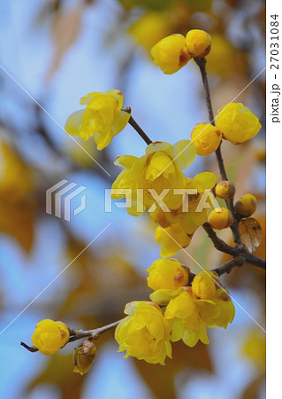 満月ロウバイの花咲く 満月ロウバイの花咲く 27031084