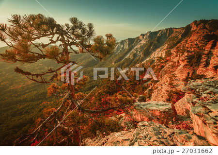 Pine tree on top of the mountain 27031662