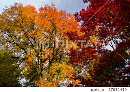 青空と紅葉 27032459