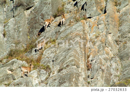 Capricorn at the mountains 27032633