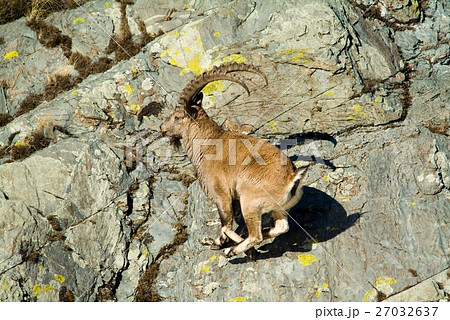 Capricorn at the mountains Capricorn at the mountains 27032637