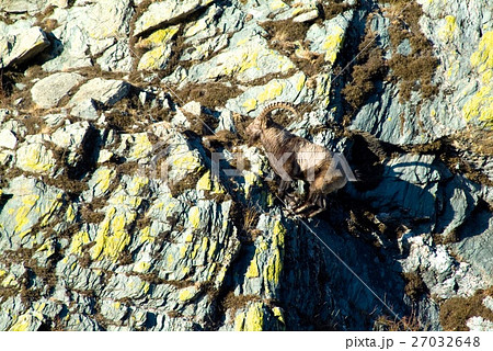 Capricorn at the mountains 27032648