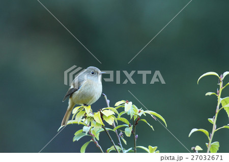 ジョウビタキ 27032671