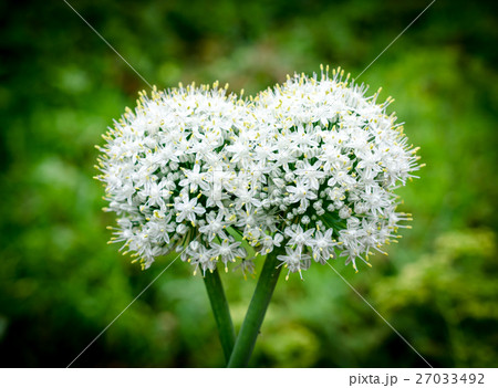 Garlic flowers 27033492