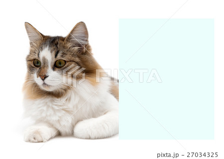 beautiful fluffy cat lies about banner beautiful fluffy cat lies about banner 27034325