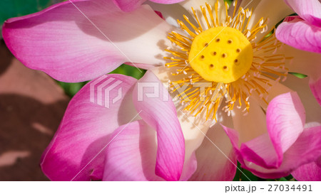 Close up of lilac lotus flower blossom Close up of lilac lotus flower blossom 27034491