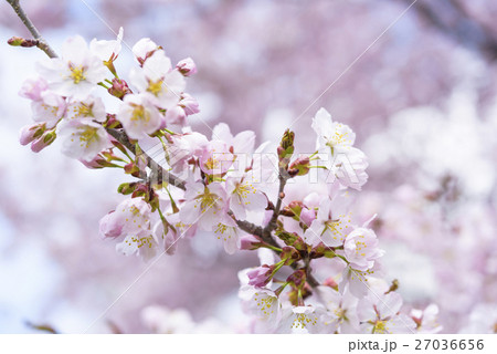 桜（アップ）の写真素材 [27036656] - PIXTA