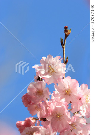 桜（八重紅彼岸） 27037140