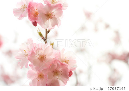 桜(八重紅彼岸) 桜(八重紅彼岸) 27037145