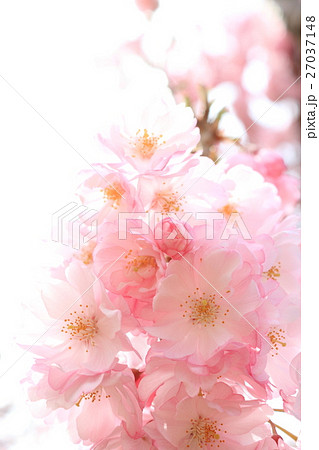 桜（八重紅彼岸） 27037148