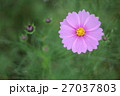 秋桜 27037803