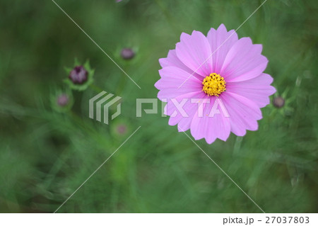 秋桜 27037803