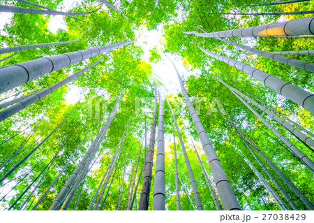 Bamboo forest with sunny in morning 27038429