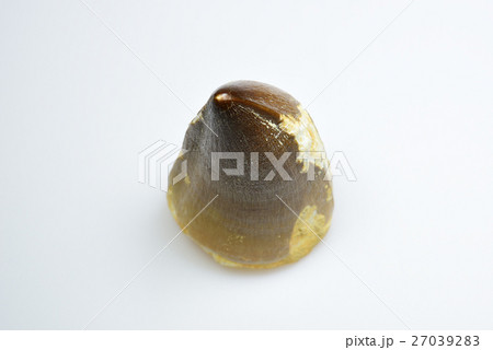 モササウルス 歯の化石 モササウルス 歯の化石 27039283