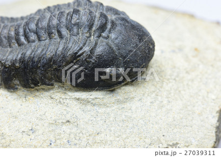 三葉虫の化石 三葉虫の化石 27039311