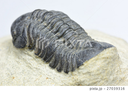 三葉虫の化石の写真素材