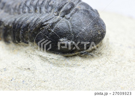 三葉虫の化石 27039323