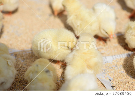 ひよこ・雛 27039456