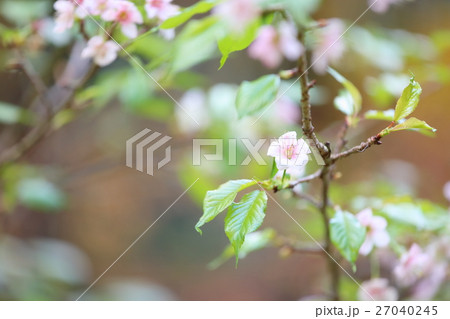 ヒマラヤザクラの花 27040245