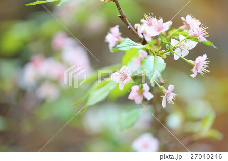 ヒマラヤザクラの花 27040246