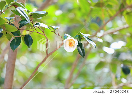 ツバキの花 ツバキの花 27040248