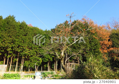 里山の「ヒノキ＆柿の実」大阪府枚方市、杉 27040901