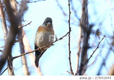 生き物　鳥類　アトリ、公園でウメの冬芽をバリバリ食べていました。正面顔はサルっぽい？ 27041044