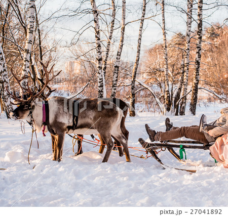 Northern house deer Northern house deer 27041892