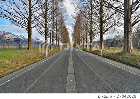 早春のメタセコイア並木道 27042029