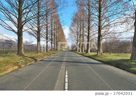 早春のメタセコイア並木道 27042031