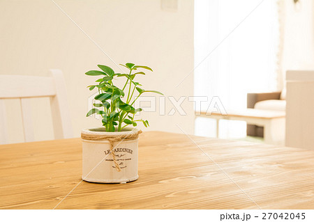 ダイニングテーブルに置いてある観葉植物の写真素材
