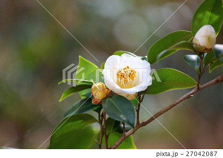 ツバキの花 ツバキの花 27042087