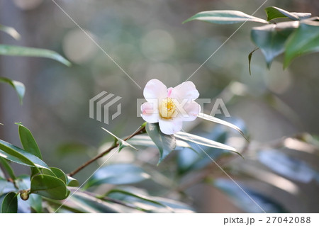 ツバキの花 ツバキの花 27042088