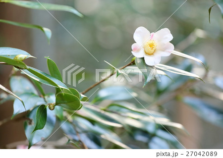 ツバキの花 ツバキの花 27042089