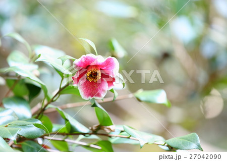 ツバキの花 27042090