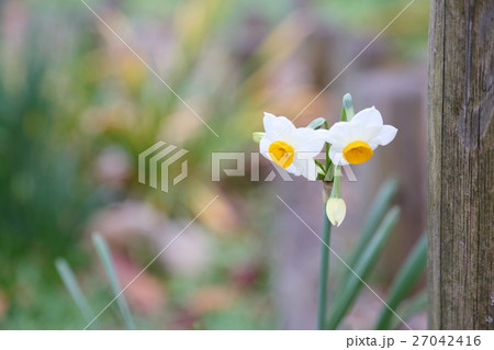二ホンズイセンの花 二ホンズイセンの花 27042416