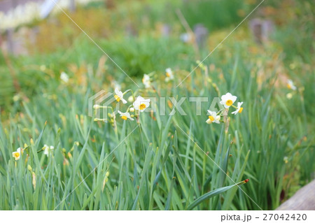 二ホンズイセンの花 二ホンズイセンの花 27042420