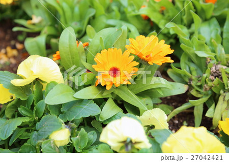 ガーベラの花 ガーベラの花 27042421