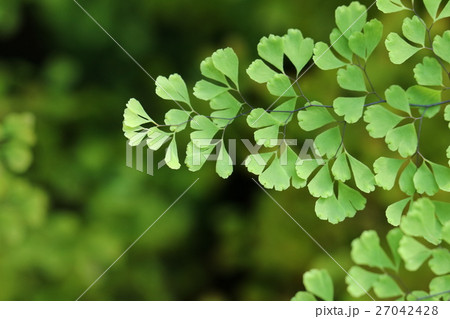 アジアンタム 観葉植物 アジアンタム 観葉植物 27042428
