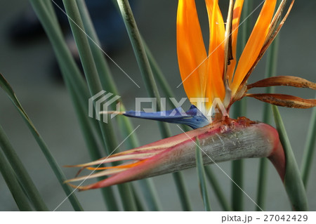 ストレリチア　極楽鳥花 27042429