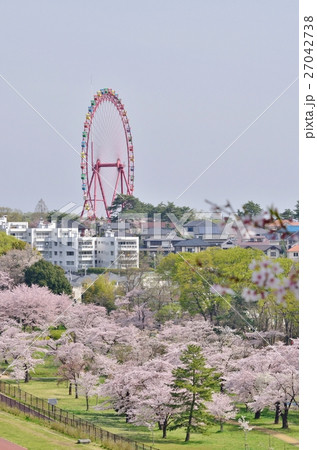 狭山公園の桜越しに見える西武遊園地の観覧車の写真素材