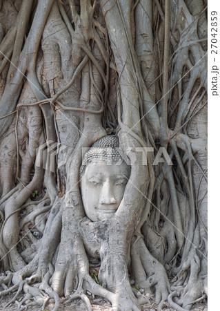 Head of Buddha Head of Buddha 27042859