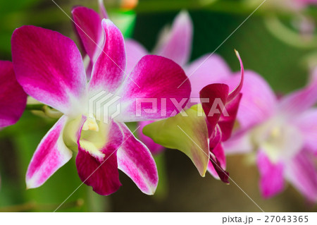 Red orchid flower. 27043365